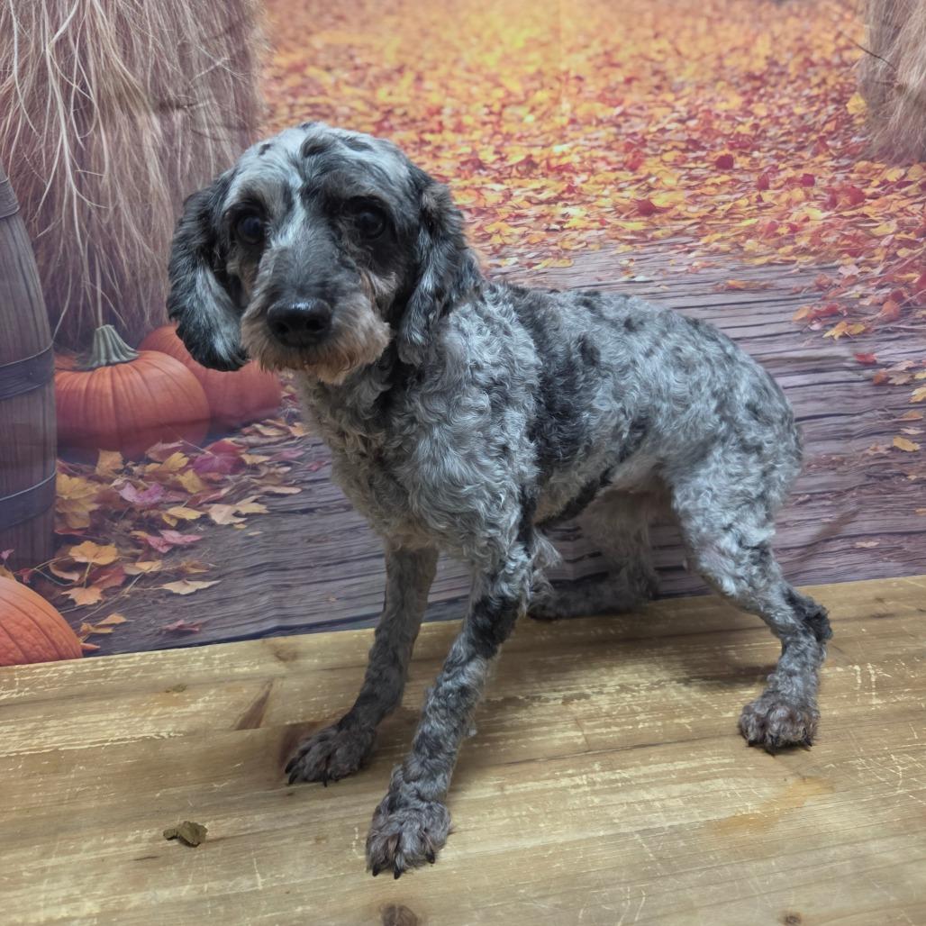 Enlarge Neva, a Adoptable Miniature Poodle in Normal, IL image 2/3