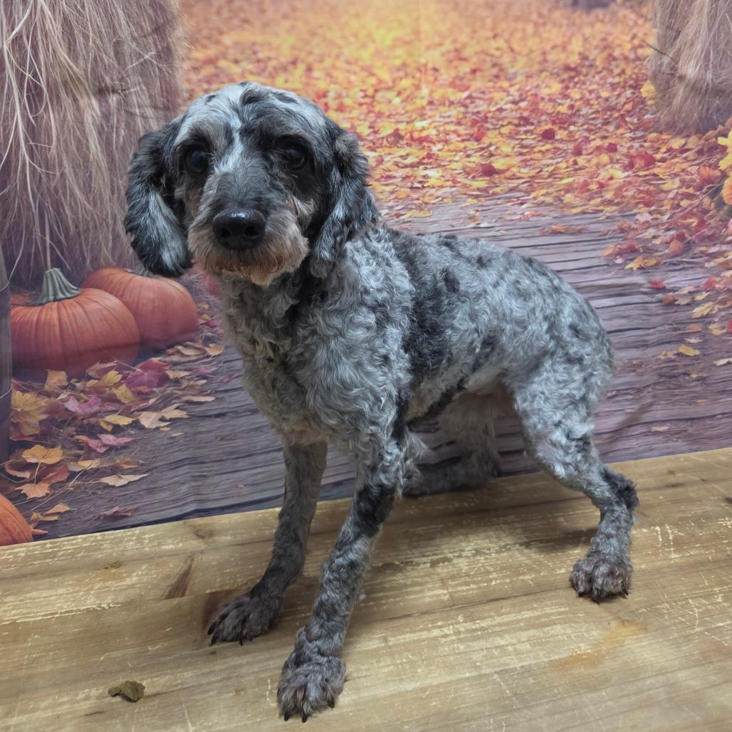 Enlarge Neva, a Adoptable Miniature Poodle in Normal, IL image 3/3