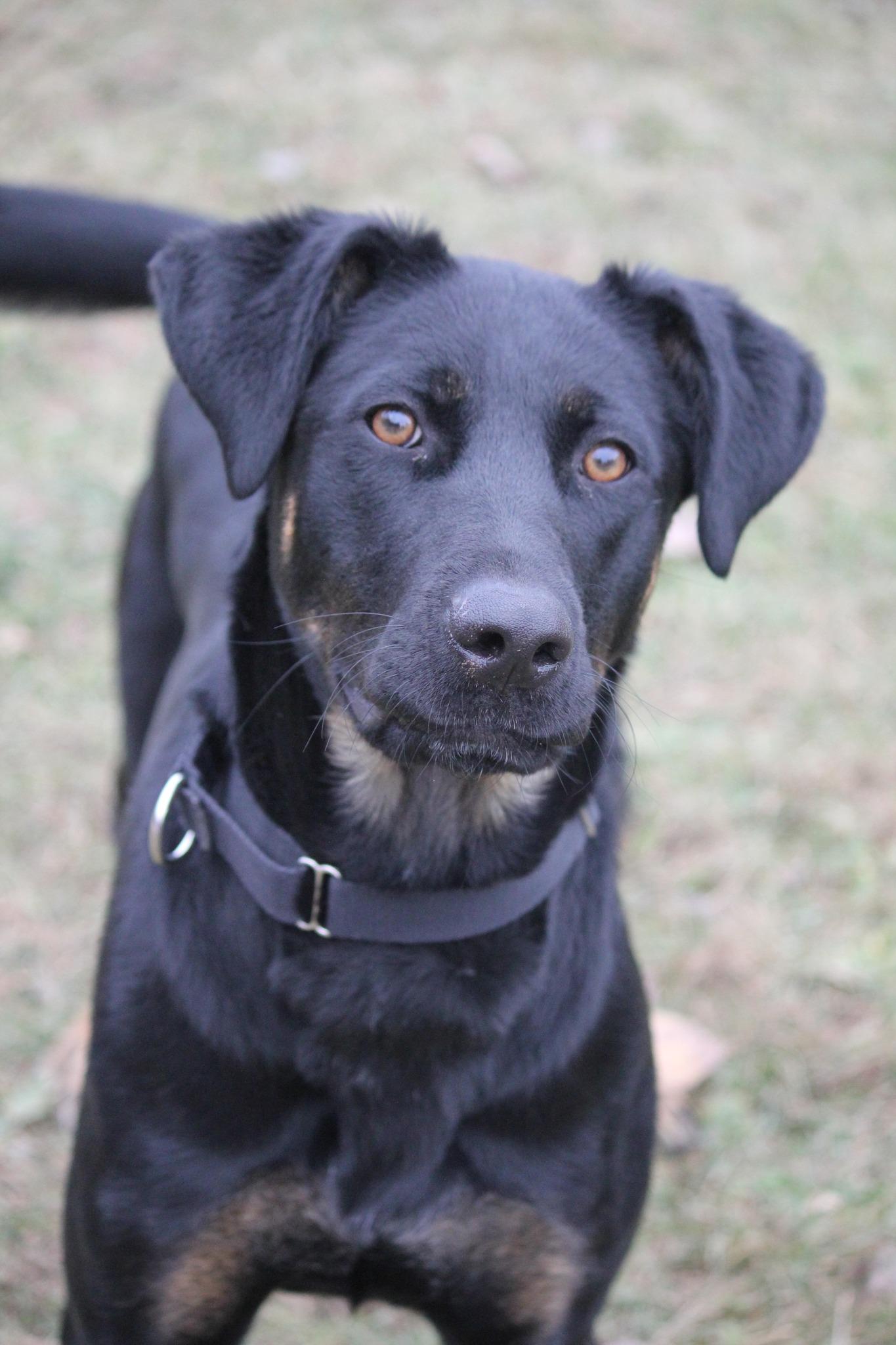 Jane, Adoptable, Young Female German Shepherd Dog & Labrador Retriever.