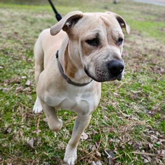 Enlarge Honey, a ADOPTABLE mixed breed in Watertown, CT image 3/6