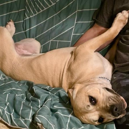 Honey - all new pics, a ADOPTABLE mixed breed in Watertown, CT image 2/6