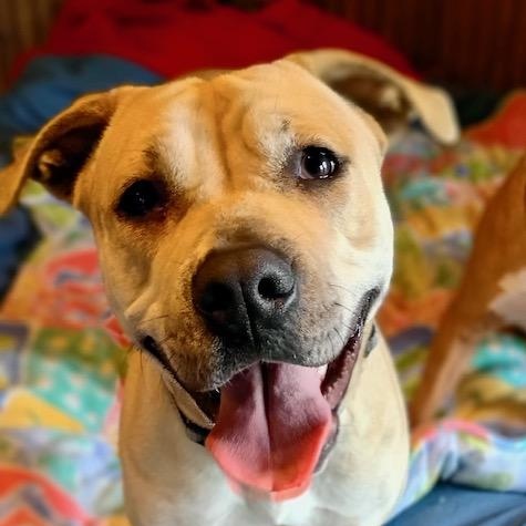 Enlarge Honey, a ADOPTABLE mixed breed in Watertown, CT image 4/6