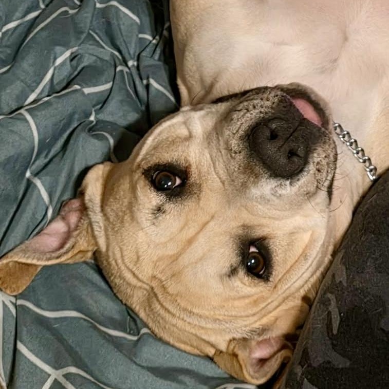 Honey - all new pics, ADOPTABLE, Young Female American Bully & Boxer.