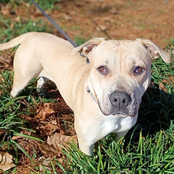 Enlarge Honey, a ADOPTABLE mixed breed in Watertown, CT image 1/6