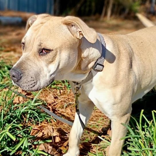 Enlarge Honey, a ADOPTABLE mixed breed in Watertown, CT image 6/6