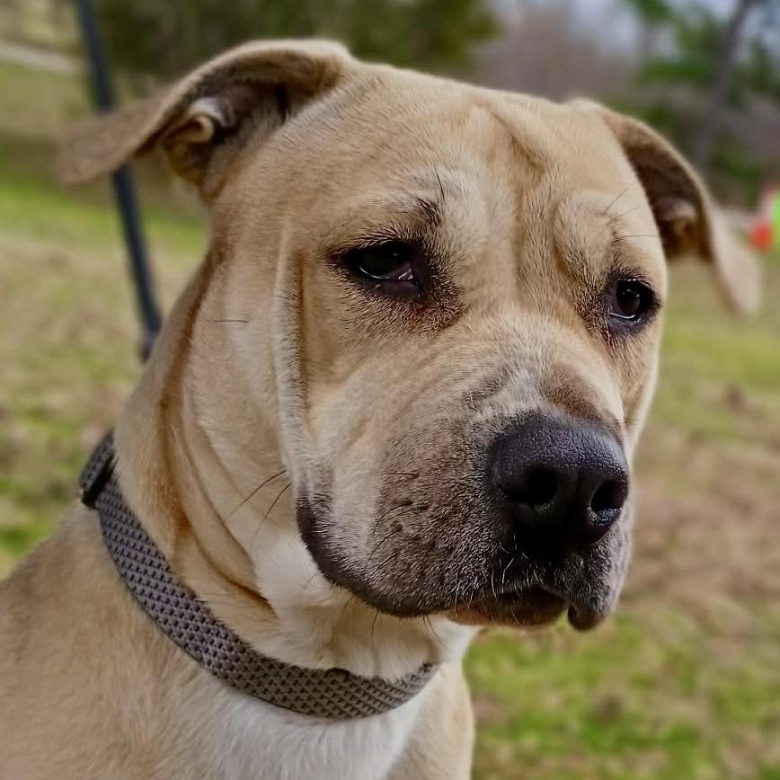 Enlarge Honey, a ADOPTABLE mixed breed in Watertown, CT image 5/6