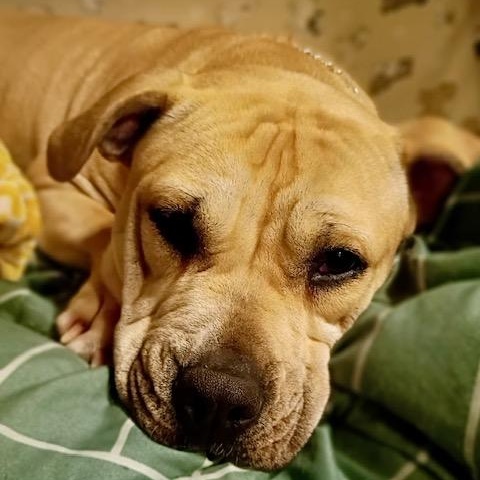 Honey - all new pics, ADOPTABLE, Young Female American Bully & Boxer.