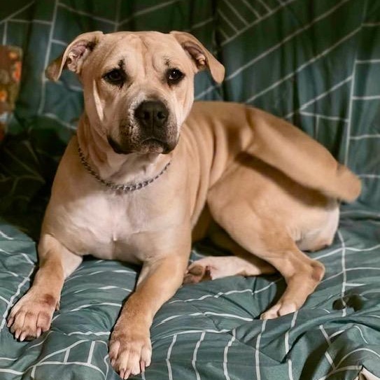 Honey - all new pics, a ADOPTABLE mixed breed in Watertown, CT image 3/6