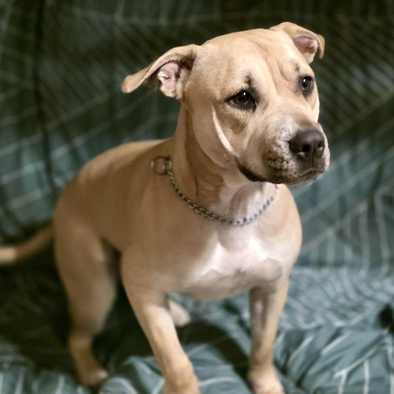 Honey - all new pics, a ADOPTABLE mixed breed in Watertown, CT image 4/6