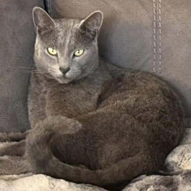 JazzPurr, ADOPTABLE, Adult Male Russian Blue & Domestic Short Hair.