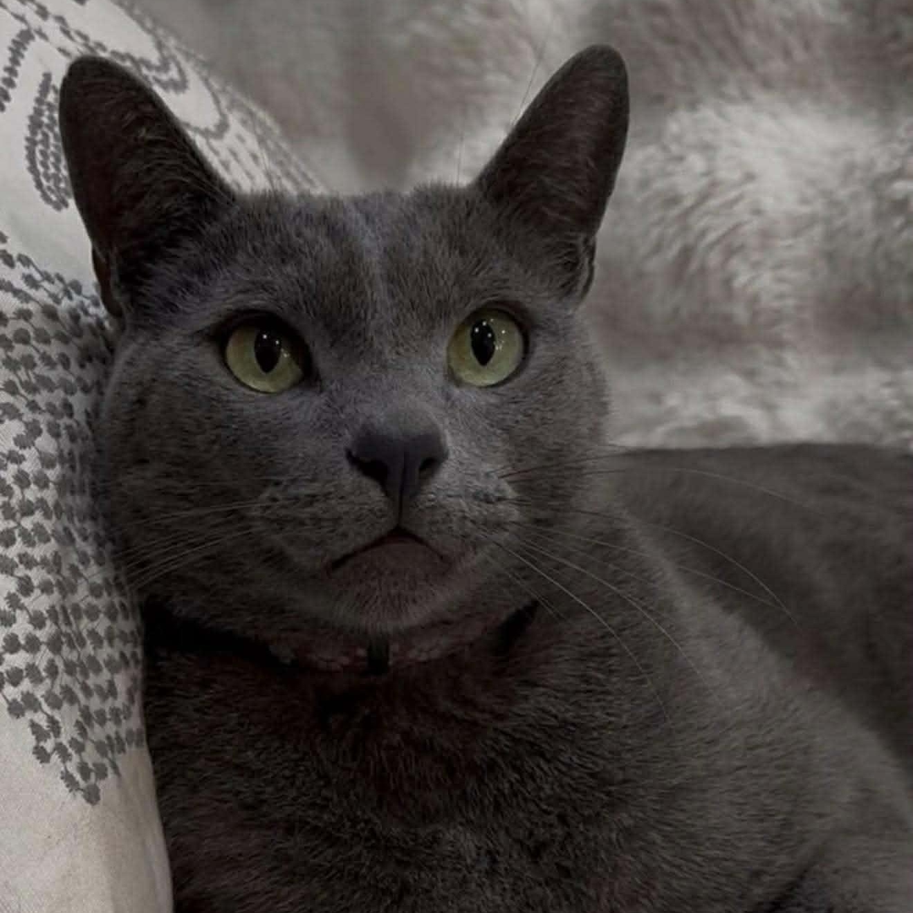 Enlarge JazzPurr, a ADOPTABLE mixed breed in San Diego, CA image 2/3