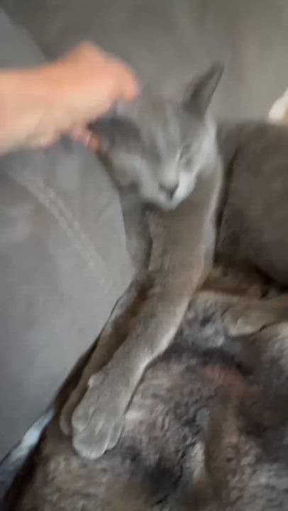 Enlarge JazzPurr, a ADOPTABLE mixed breed in San Diego, CA video 3/3