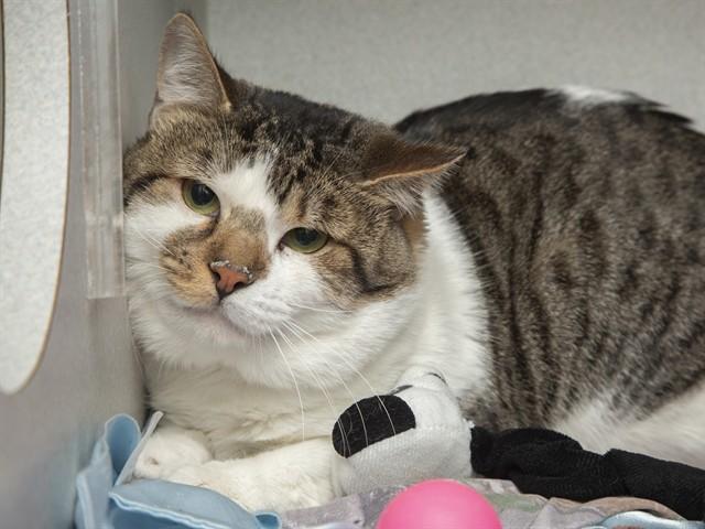 Enlarge FRECKLES, a Adoptable Domestic Short Hair in Phoenix, AZ image 1/1