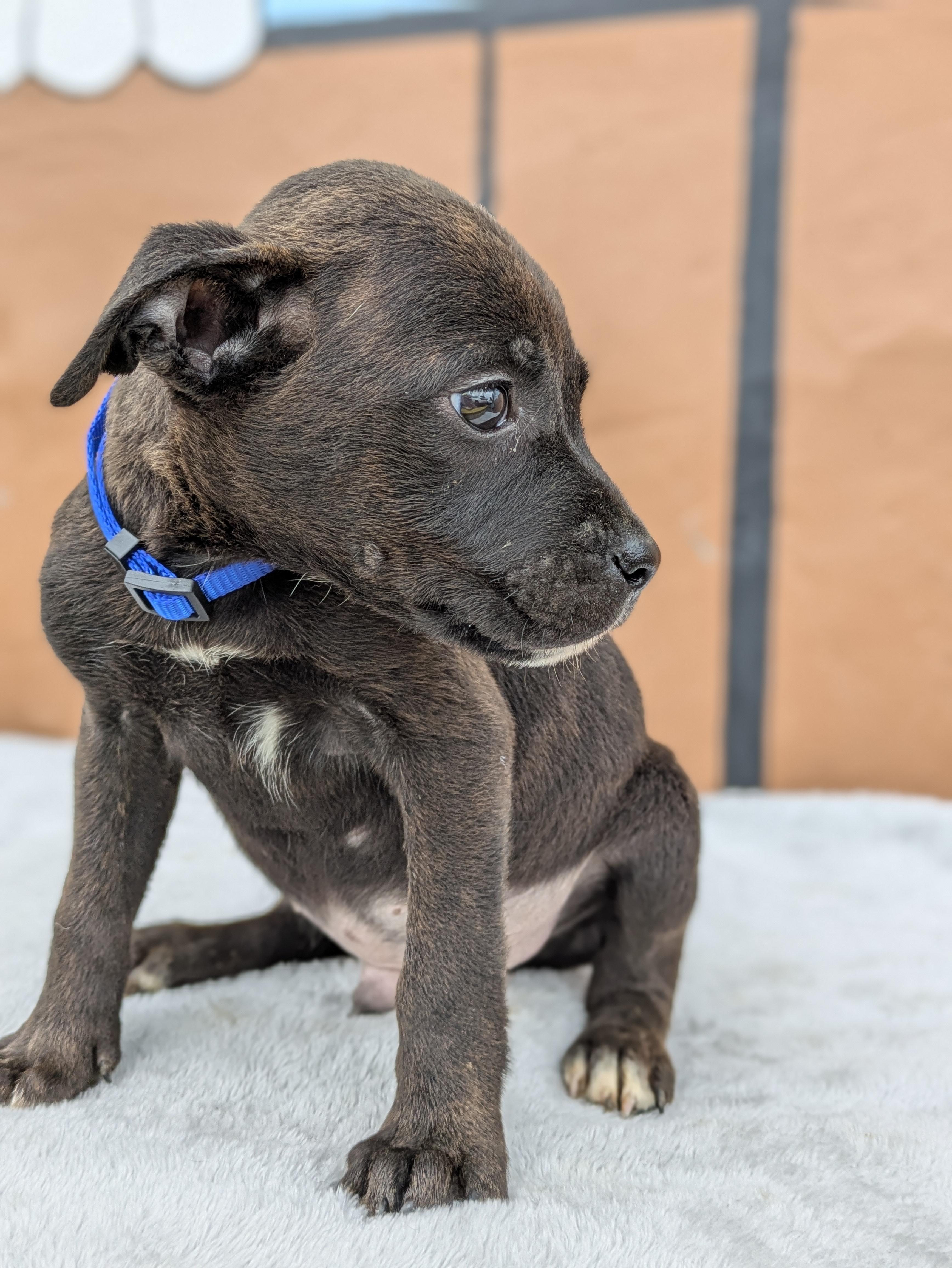 Enlarge Bobby, an adopted Mixed Breed in Huntsville, AL image 3/4