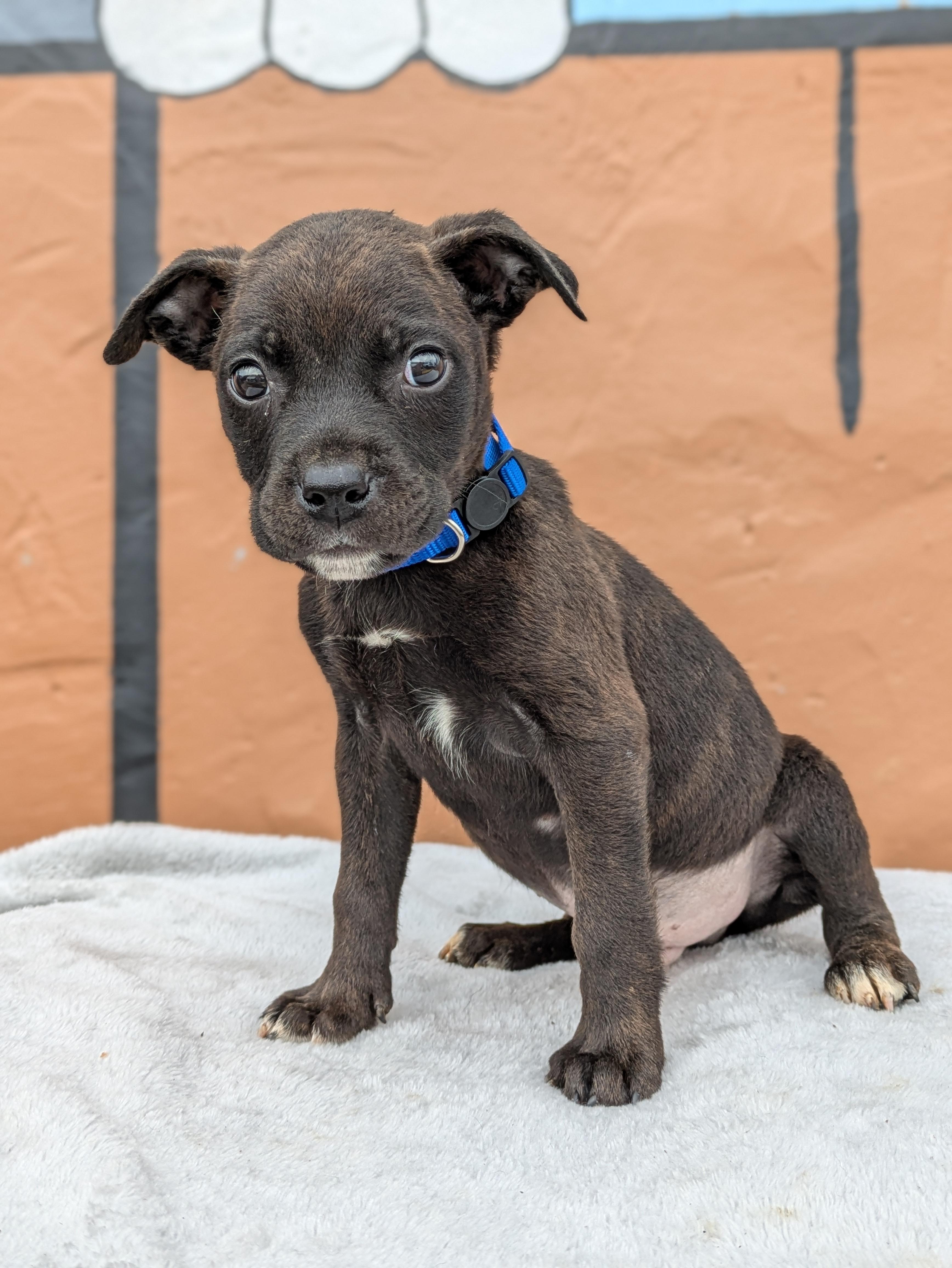 Bobby, adopted, Puppy Male Mixed Breed.