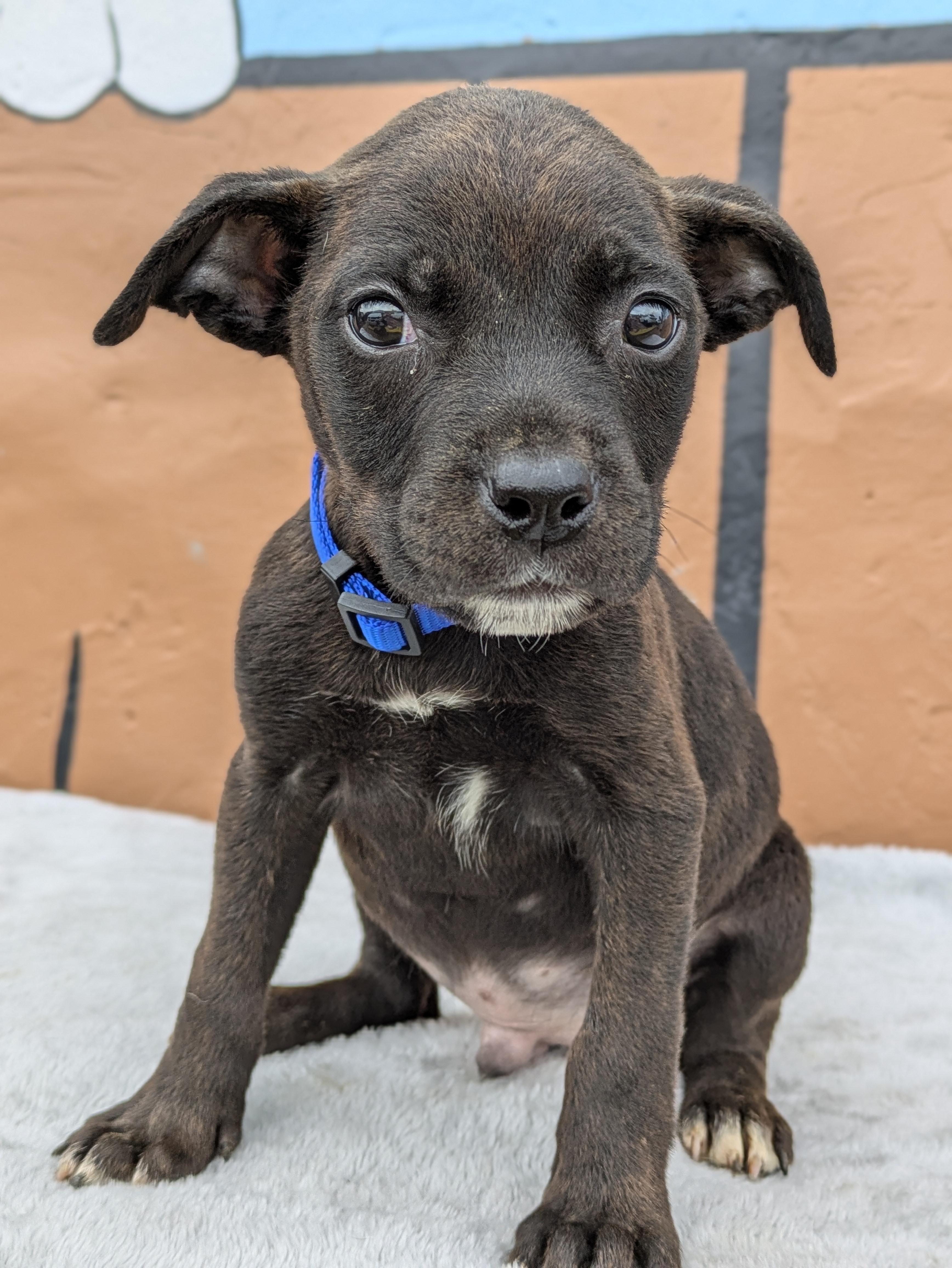 Enlarge Bobby, an adopted Mixed Breed in Huntsville, AL image 2/4