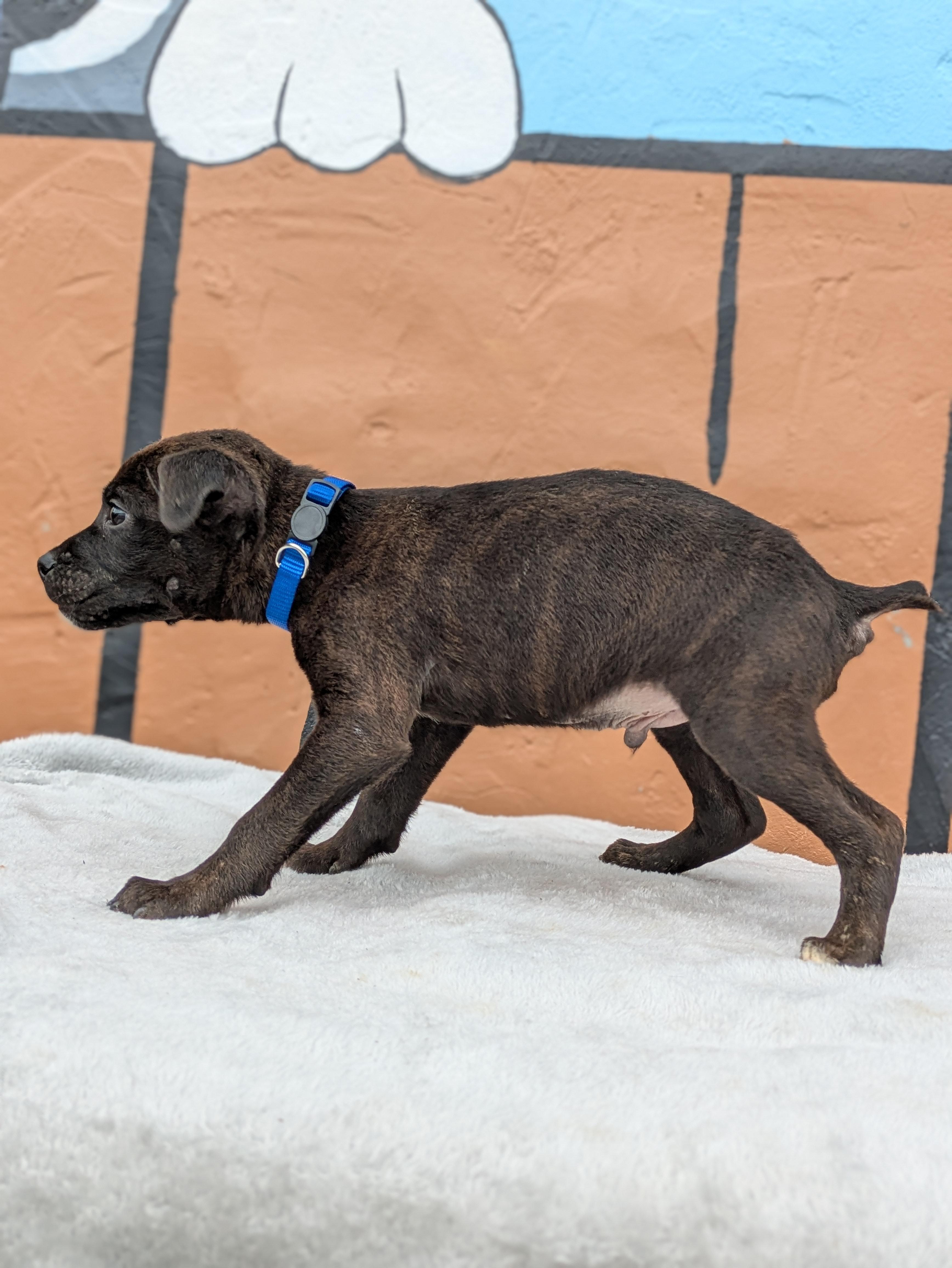 Enlarge Bobby, an adopted Mixed Breed in Huntsville, AL image 4/4