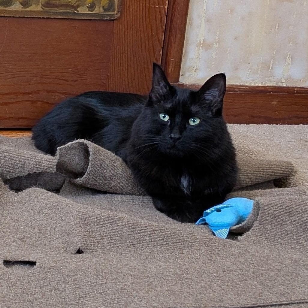Enlarge SQUIRREL (must be adopted with his brother Moose), a Adoptable Domestic Medium Hair in East Greenwich, RI image 3/5