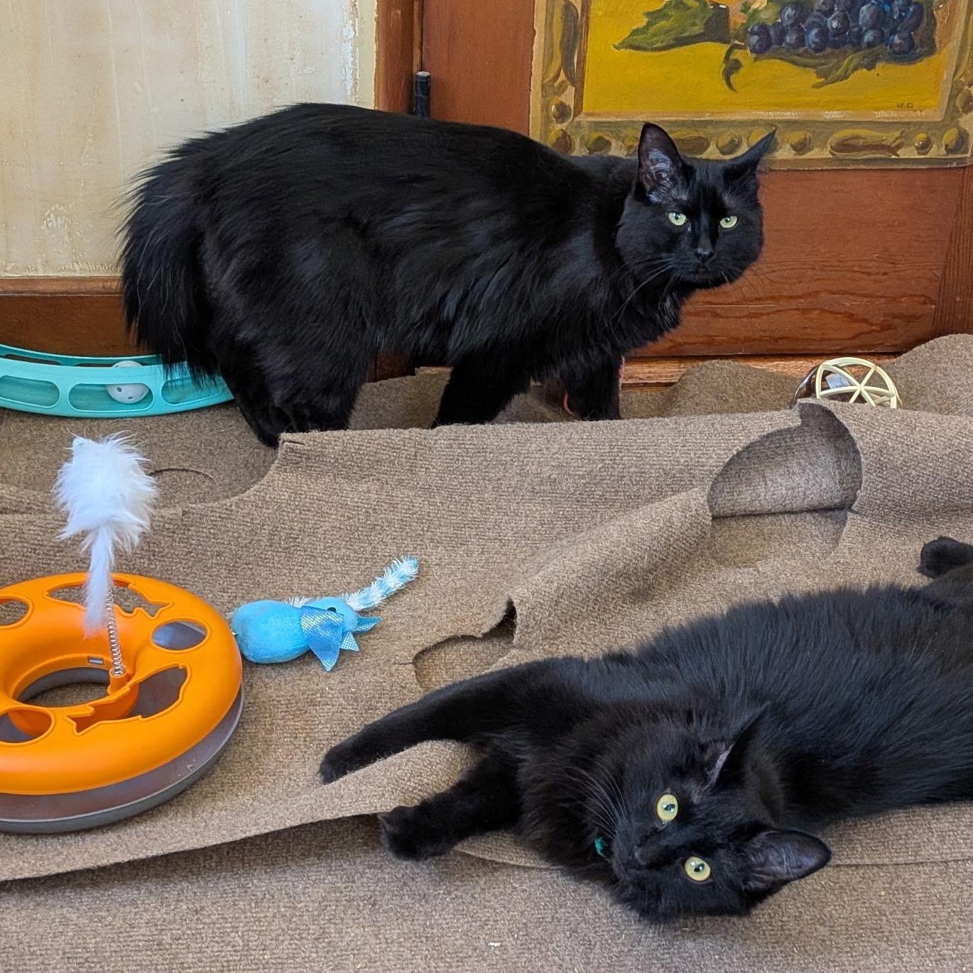 Enlarge SQUIRREL (must be adopted with his brother Moose), a Adoptable Domestic Medium Hair in East Greenwich, RI image 4/5