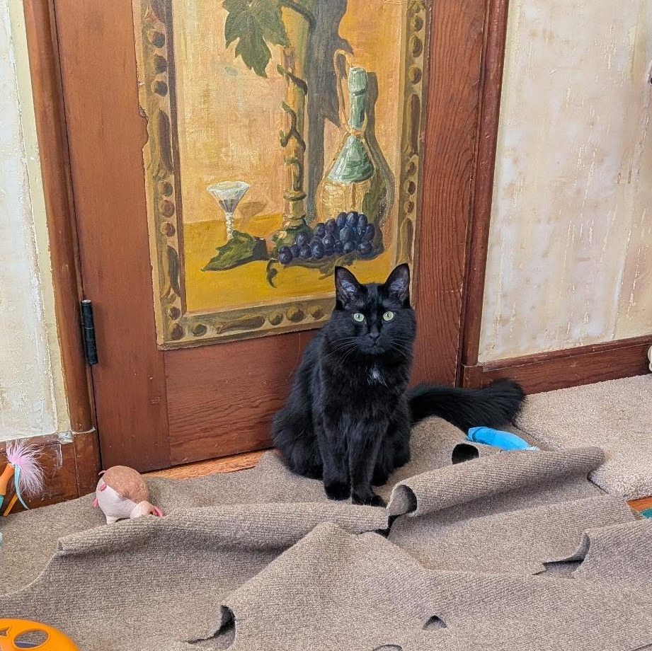 Enlarge SQUIRREL (must be adopted with his brother Moose), a Adoptable Domestic Medium Hair in East Greenwich, RI image 2/5