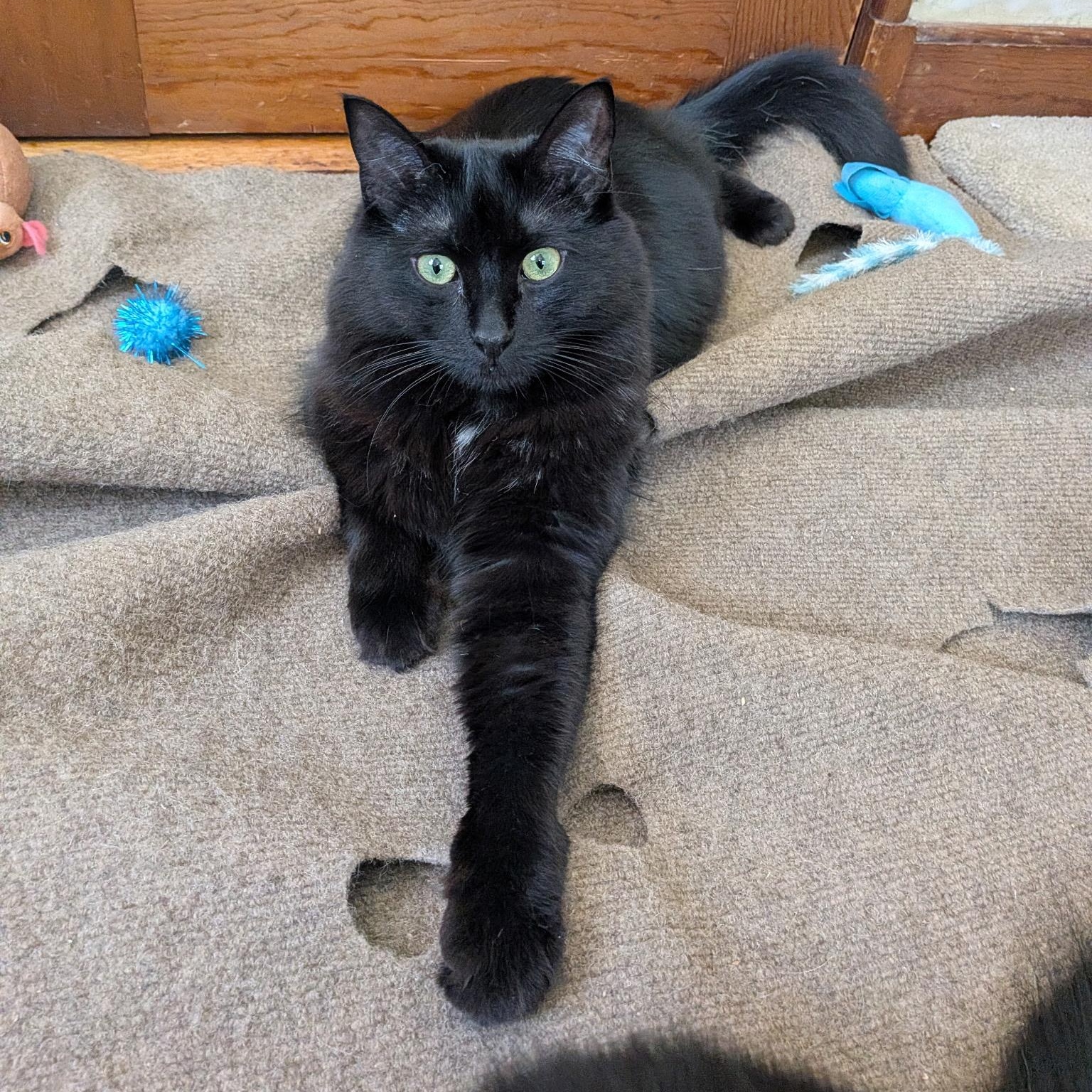 SQUIRREL (must be adopted with his brother Moose), Adoptable, Adult Male Domestic Medium Hair.