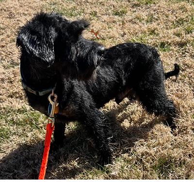 Enlarge Maurice, a ADOPTABLE mixed breed in Miamisburg, OH image 2/3
