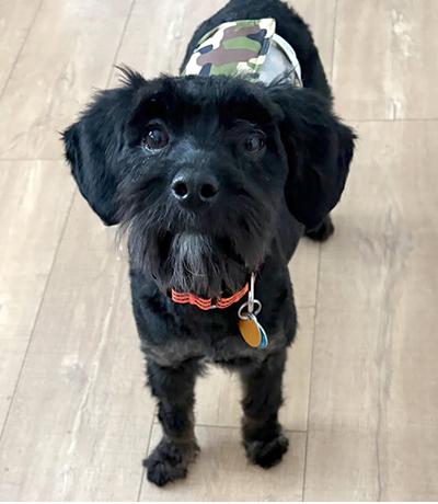 Enlarge Maurice, a ADOPTABLE mixed breed in Miamisburg, OH image 3/3