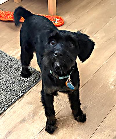 Enlarge Maurice, a ADOPTABLE mixed breed in Miamisburg, OH image 1/3