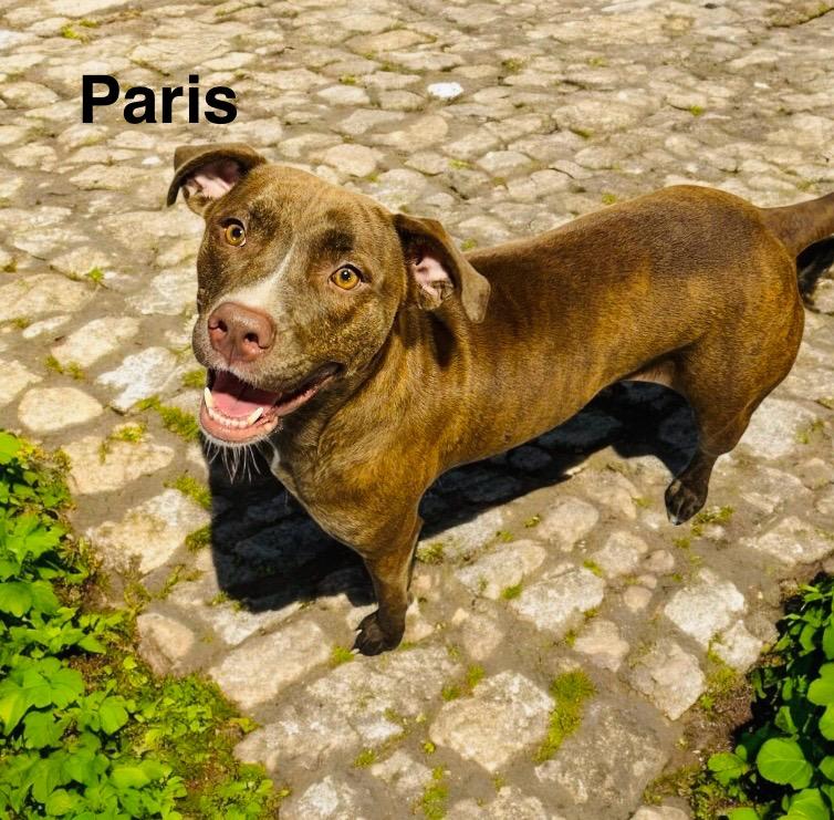 Enlarge Paris, a Adoptable mixed breed in Winter haven, FL image 1/2