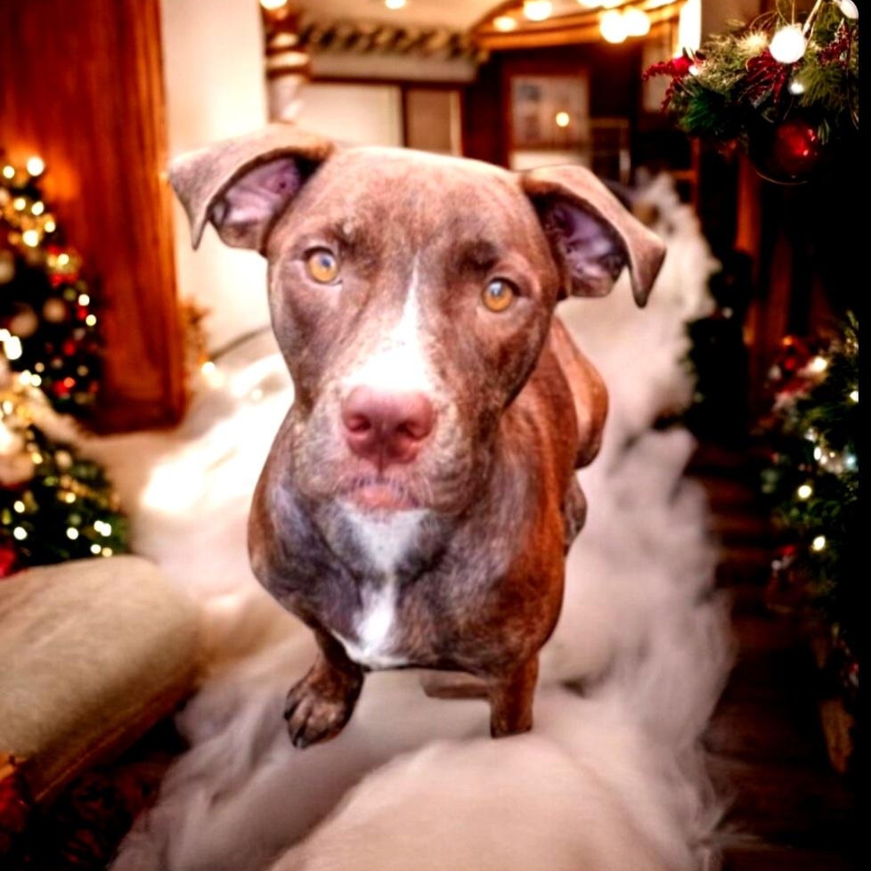 Enlarge Paris, a Adoptable mixed breed in Winter haven, FL image 2/2