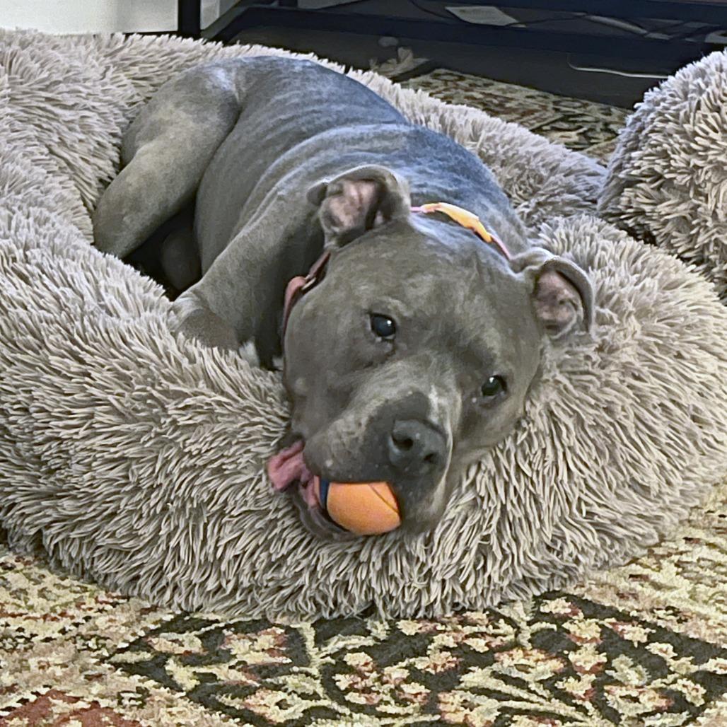 Enlarge Optimus Prime, a Adoptable Pit Bull Terrier in York, PA image 5/5