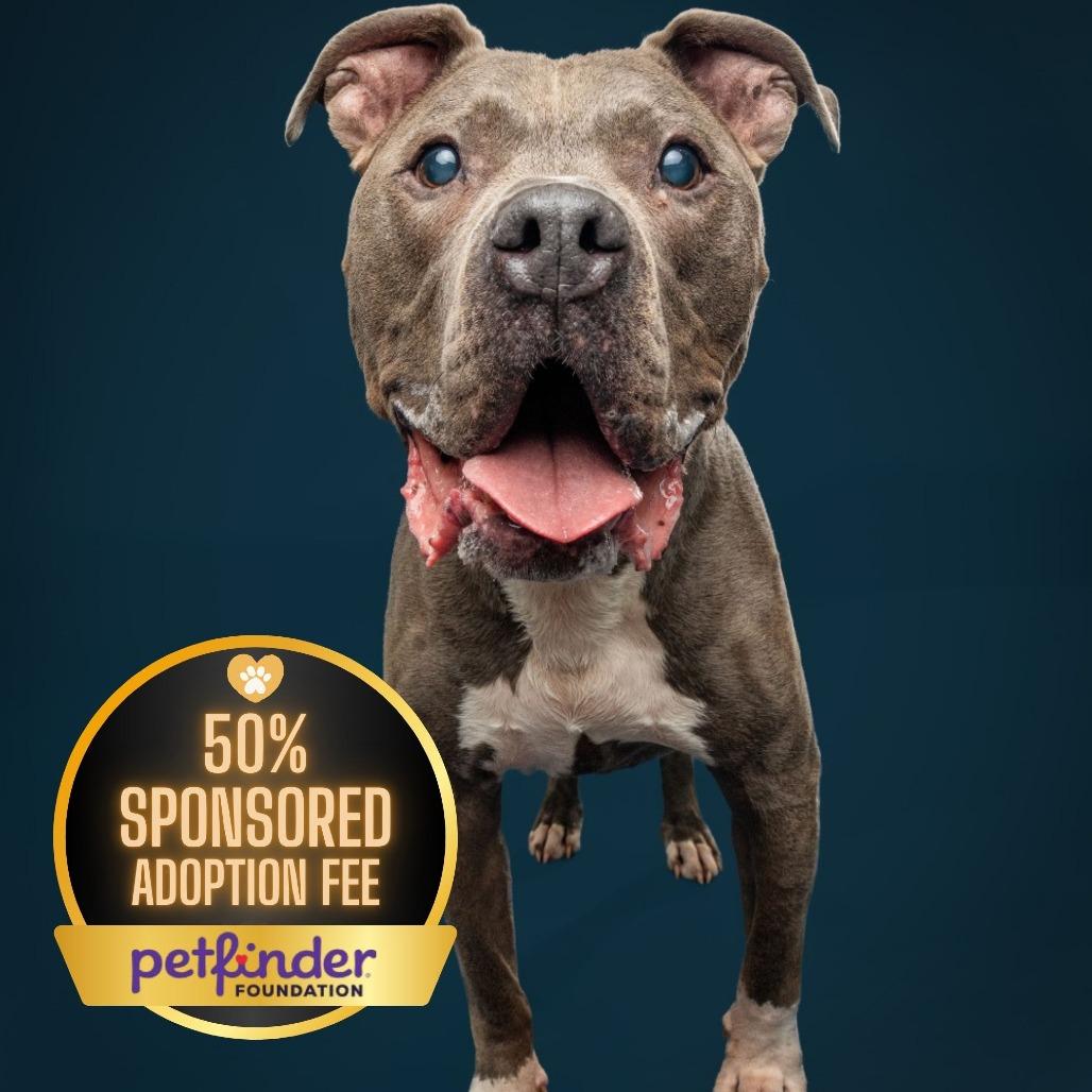 Optimus Prime, Adoptable, Senior Male Pit Bull Terrier.