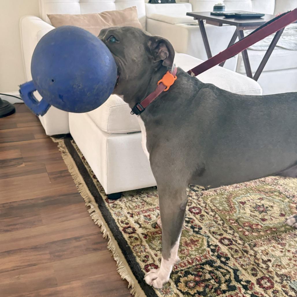 Enlarge Optimus Prime, a Adoptable Pit Bull Terrier in York, PA image 3/5