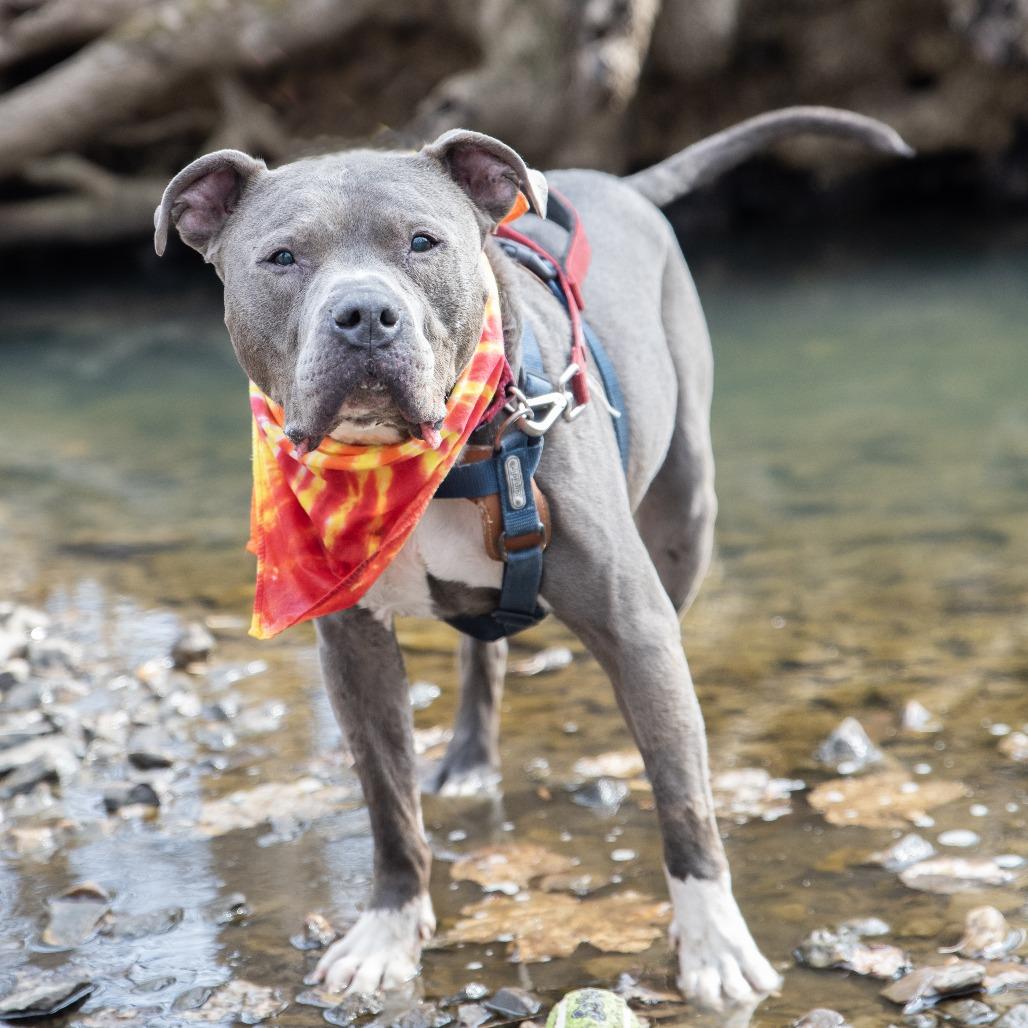 Enlarge Optimus Prime, a Adoptable Pit Bull Terrier in York, PA image 1/6