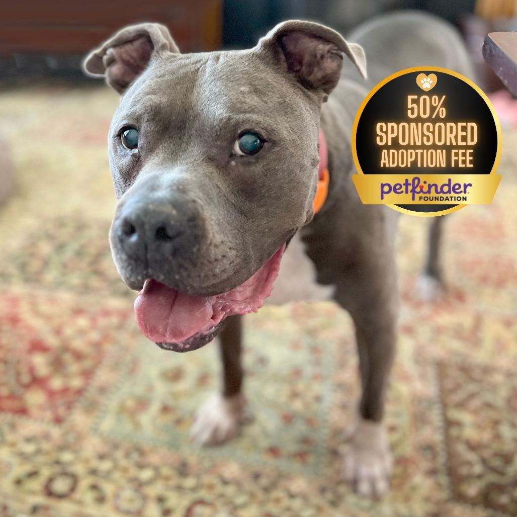 Optimus Prime, Adoptable, Senior Male Pit Bull Terrier.