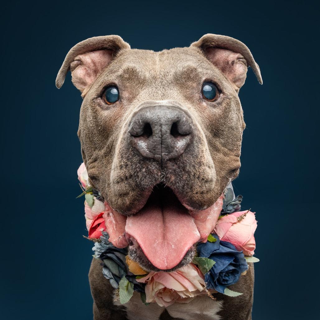 Enlarge Optimus Prime, a Adoptable Pit Bull Terrier in York, PA image 2/6