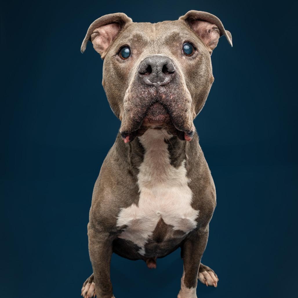 Enlarge Optimus Prime, a Adoptable Pit Bull Terrier in York, PA image 3/6