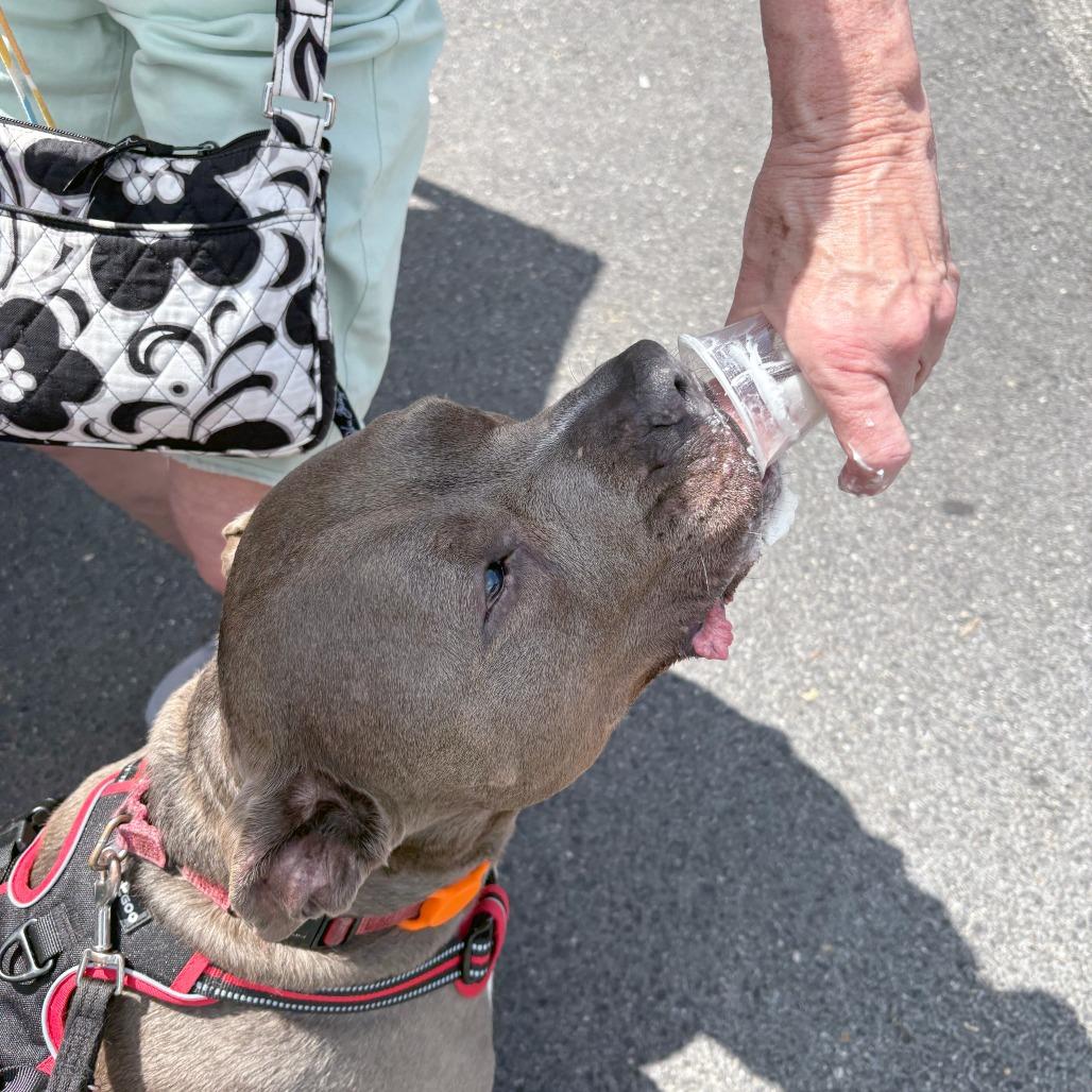 Enlarge Optimus Prime, a Adoptable Pit Bull Terrier in York, PA image 4/5