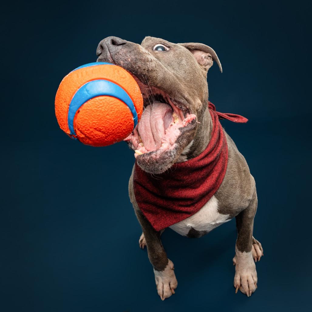 Enlarge Optimus Prime, a Adoptable Pit Bull Terrier in York, PA image 4/6