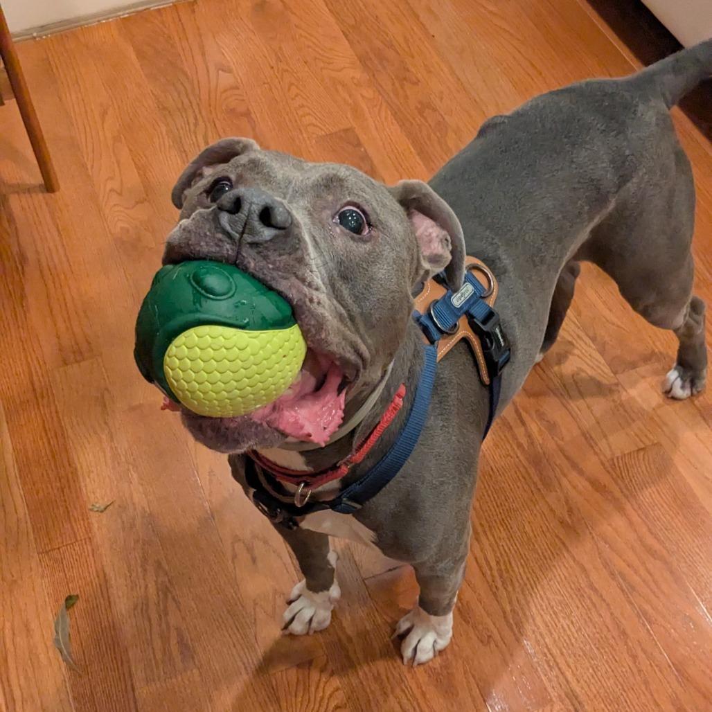 Enlarge Optimus Prime, a Adoptable Pit Bull Terrier in York, PA image 5/6