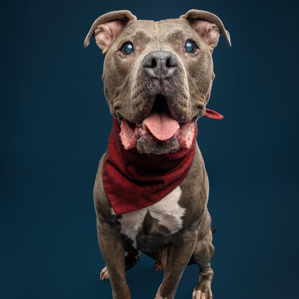 Enlarge Optimus Prime, a Adoptable Pit Bull Terrier in York, PA image 6/6