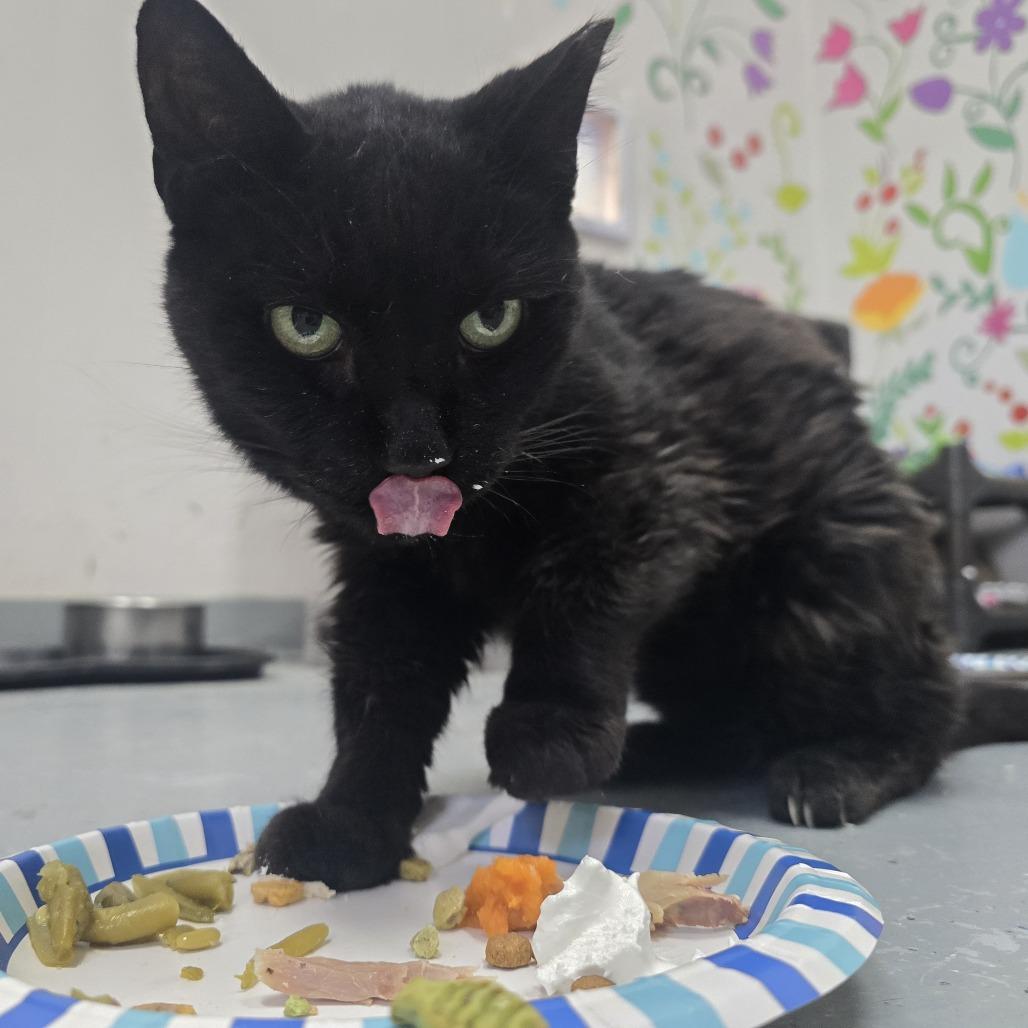 BabyKins, Adoptable, Senior Male Domestic Short Hair.