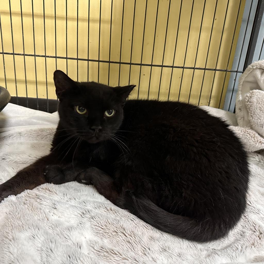 BabyKins, a Adoptable Domestic Short Hair in Mount Vernon, IN image 2/2