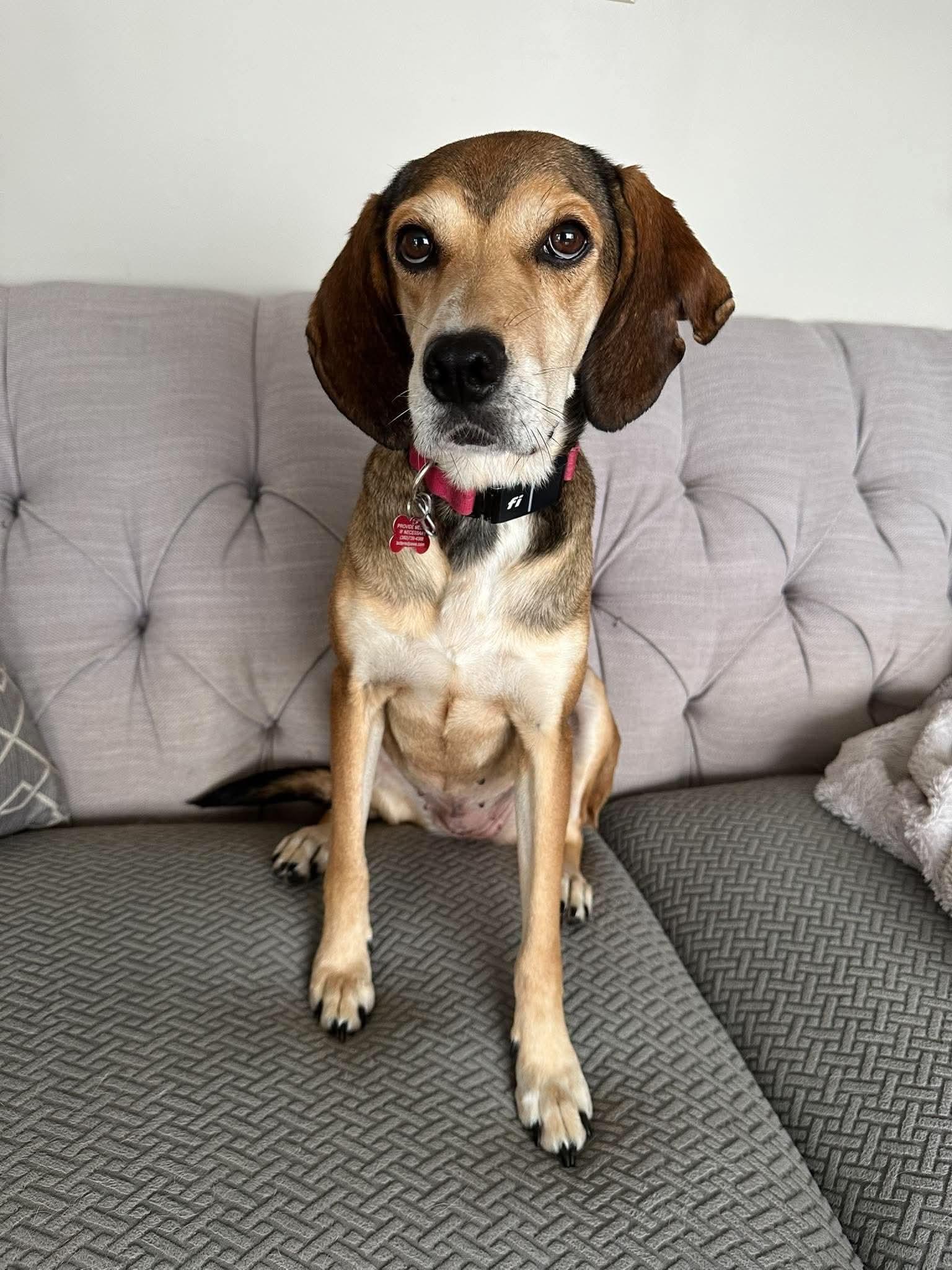 Enlarge Serenity, a Adoptable Mixed Breed in Allentown, PA image 4/6
