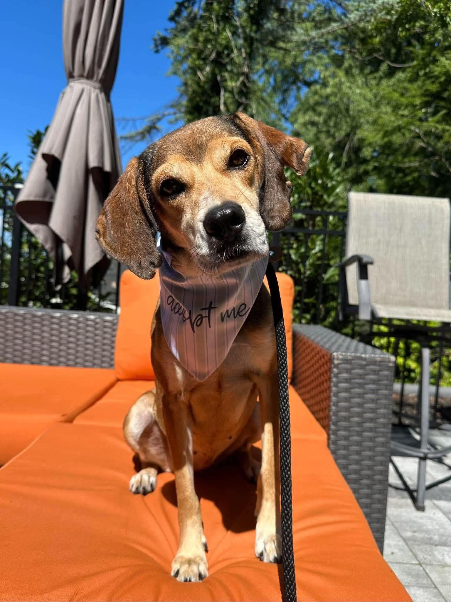 Enlarge Serenity, a Adoptable Mixed Breed in Allentown, PA image 5/6