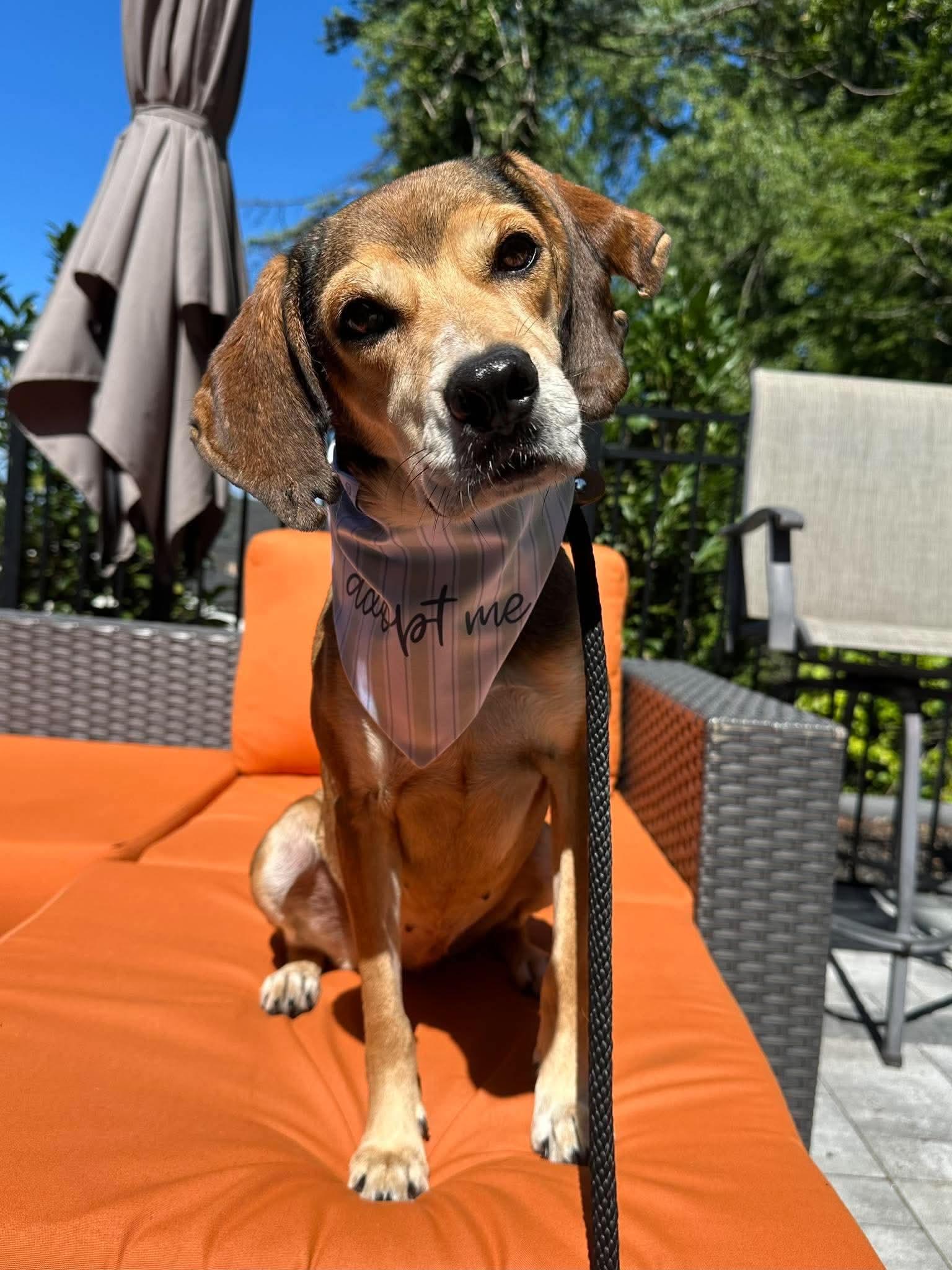 Enlarge Serenity, a Adoptable Mixed Breed in Allentown, PA image 1/6