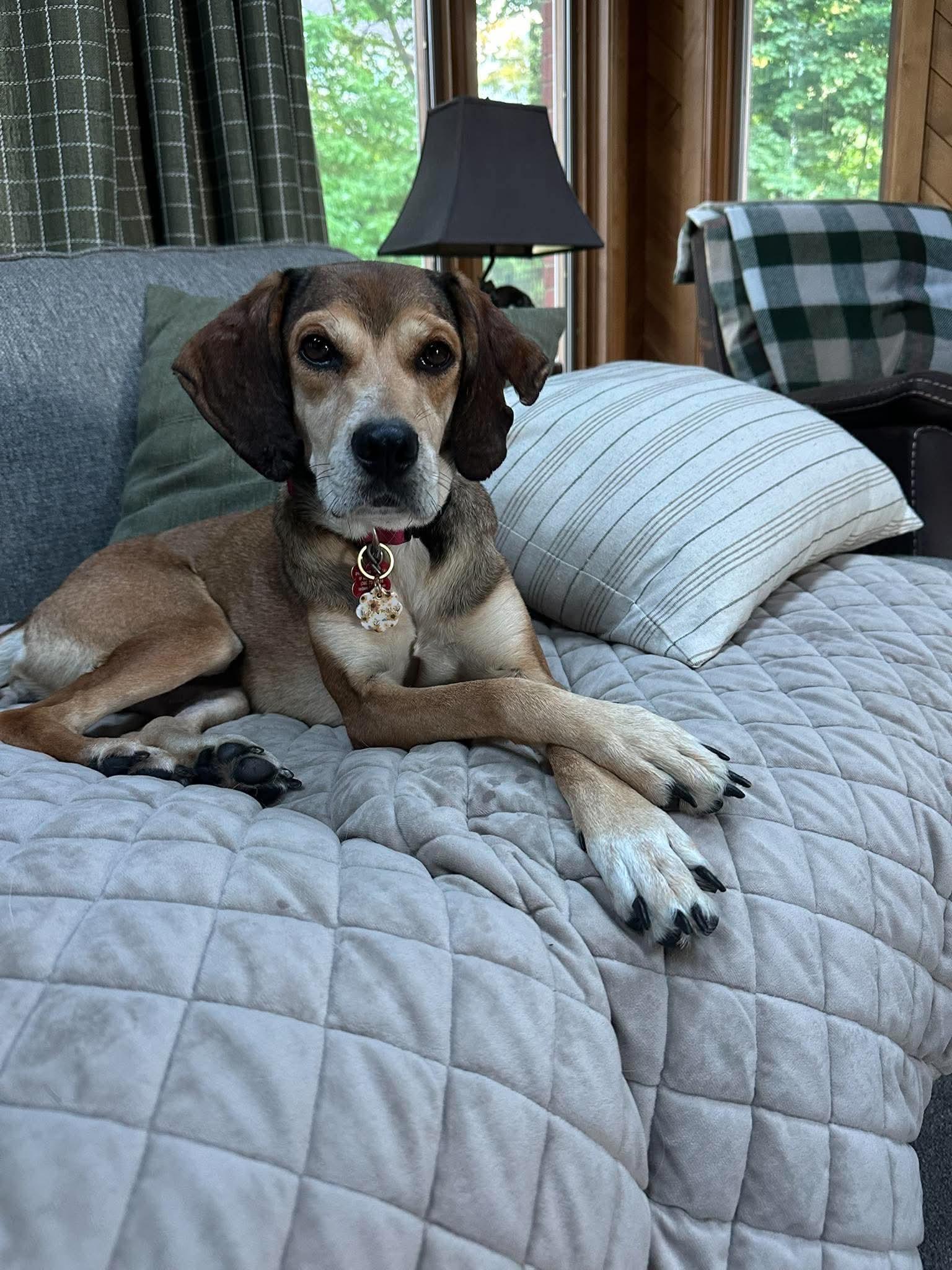 Enlarge Serenity, a Adoptable Mixed Breed in Allentown, PA image 6/6