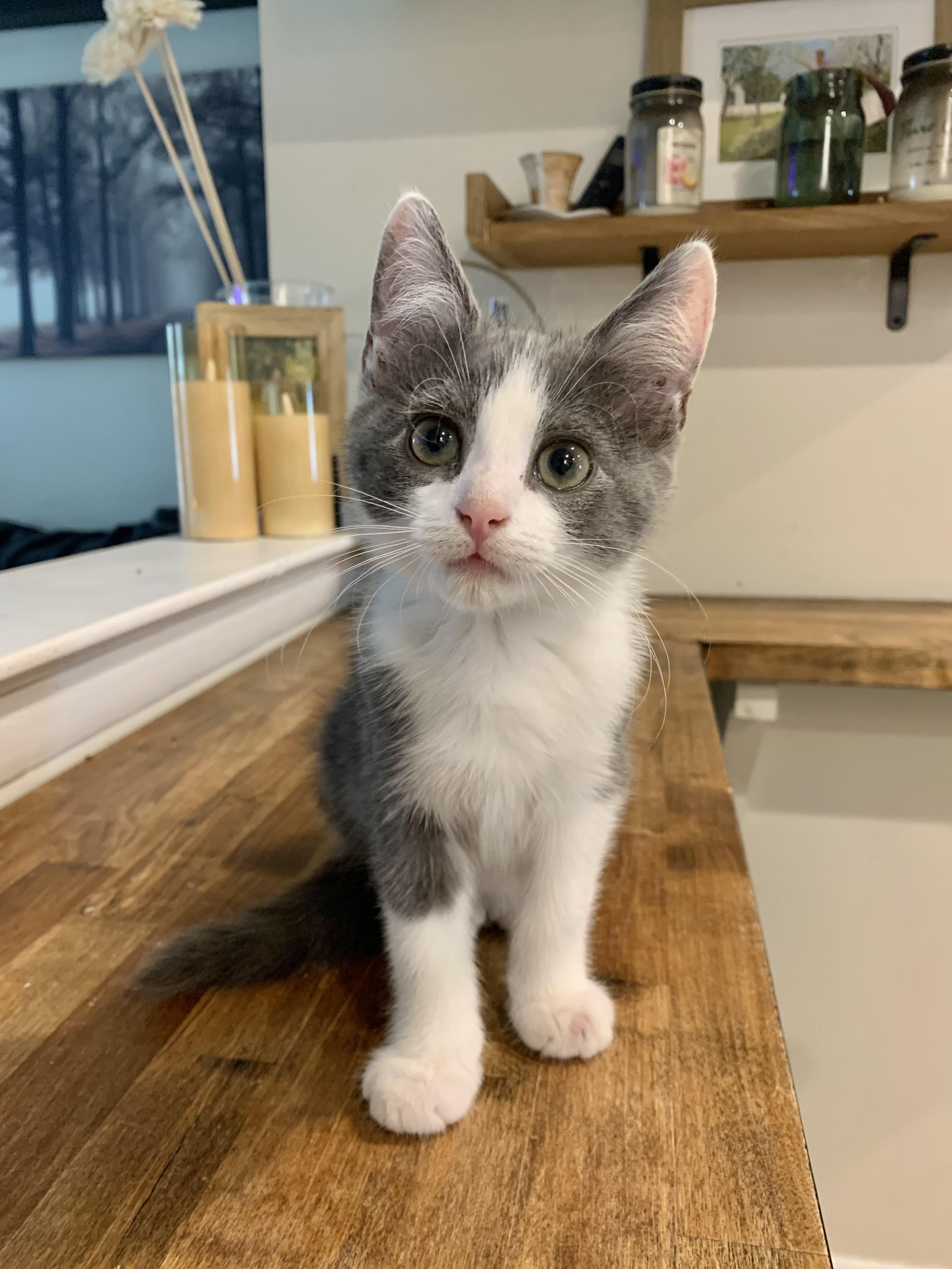 Enlarge Petey, a Adopted Domestic Short Hair in West Berlin, NJ image 1/5