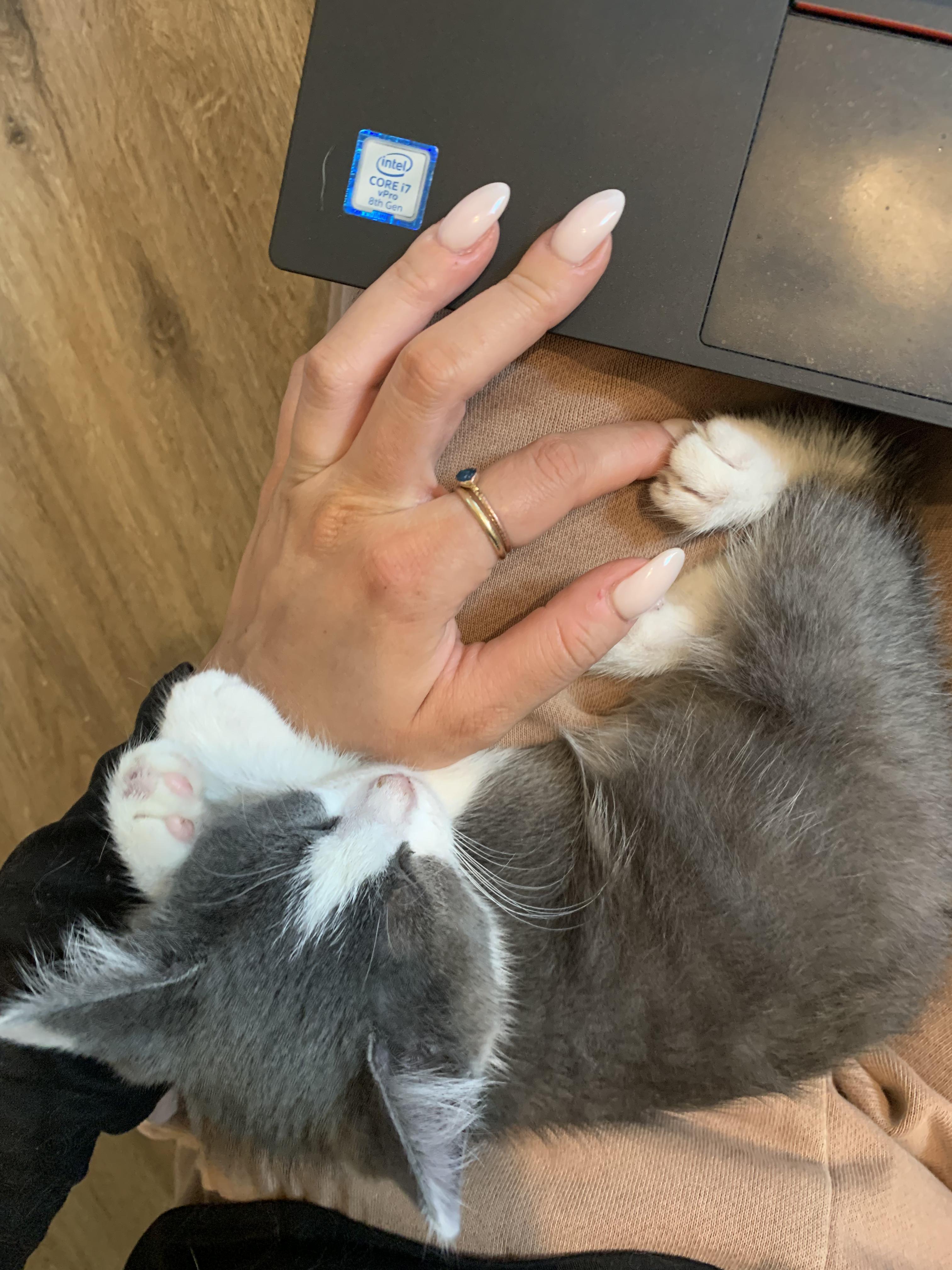 Enlarge Petey, a Adopted Domestic Short Hair in West Berlin, NJ image 2/5