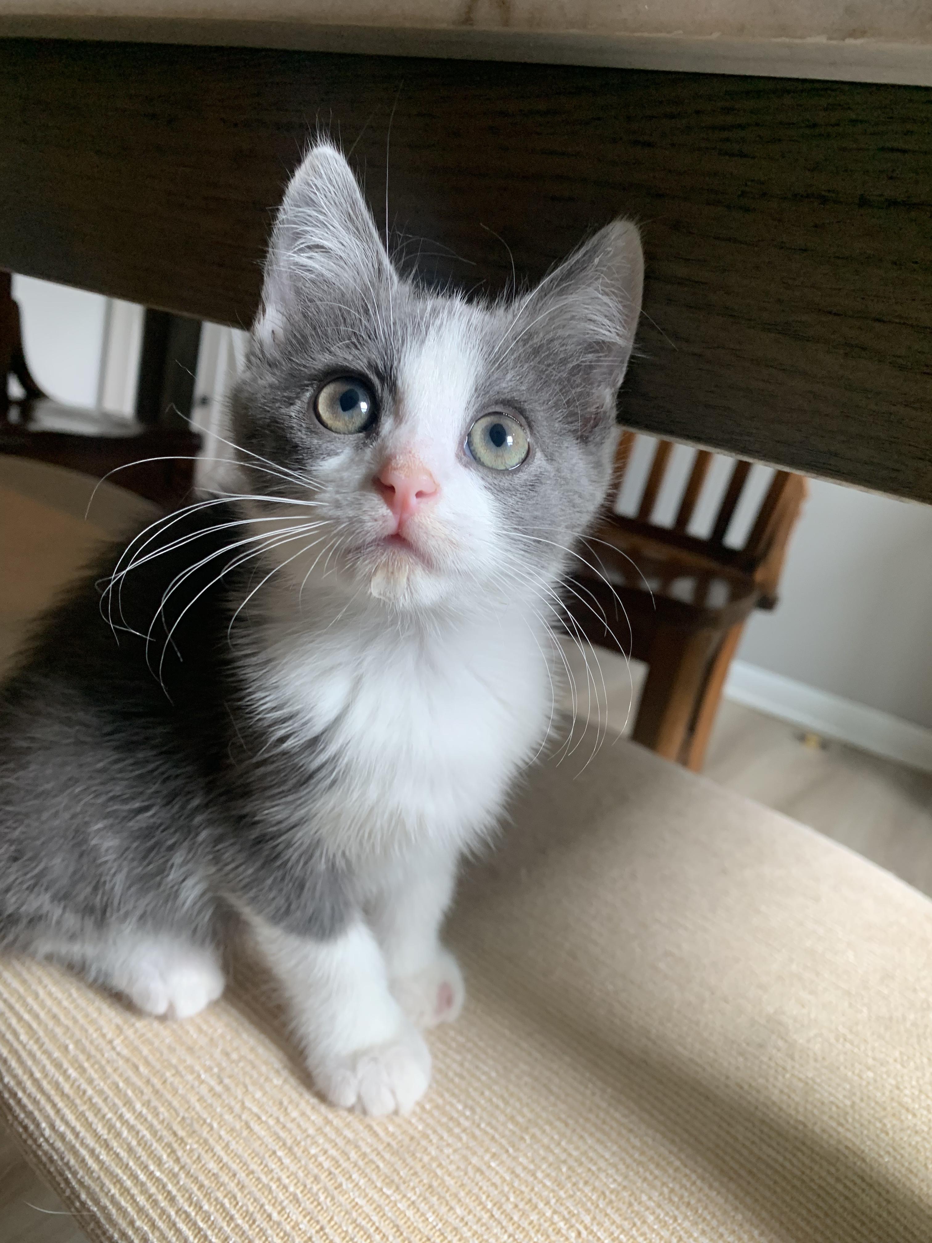 Enlarge Petey, a Adopted Domestic Short Hair in West Berlin, NJ image 3/5